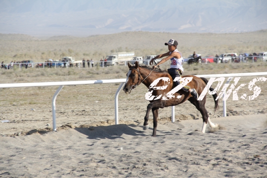 Free Horse Race