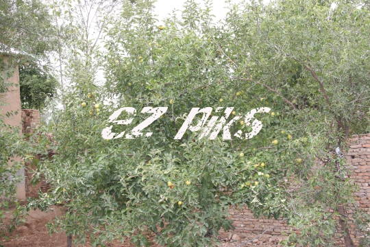 Apples