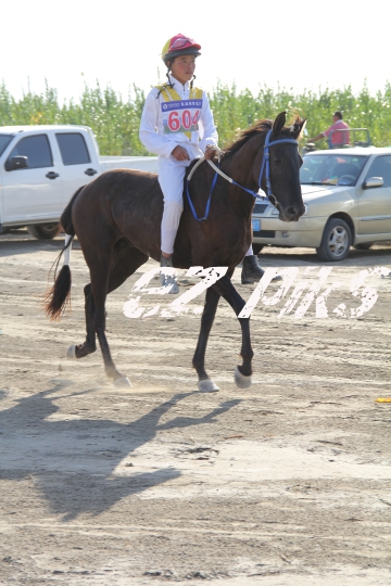 Free Horse Race