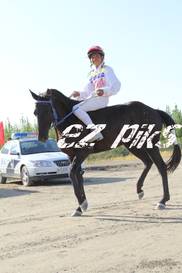 Free Horse Race