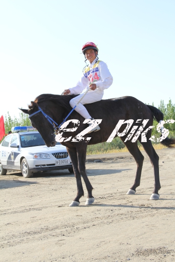 Free Horse Race