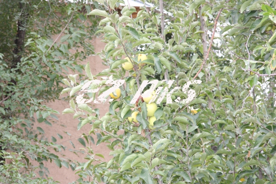 Apples