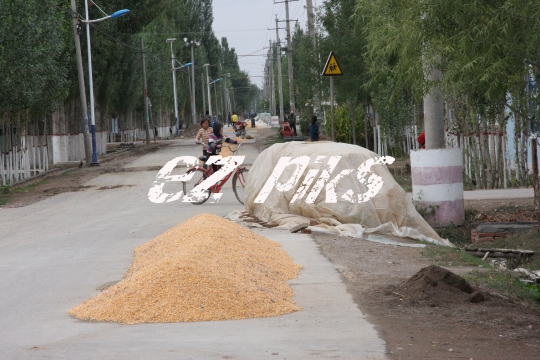 Corn