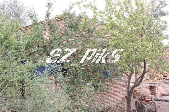 Apples
