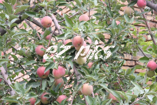 Apples