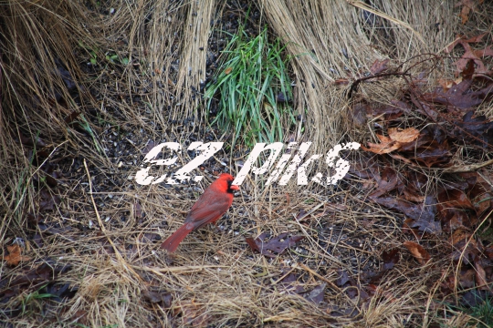 Red Cardinal 