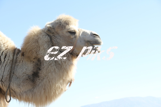Camel