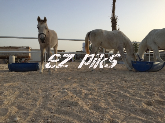 Horses