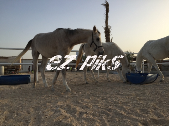 Horses