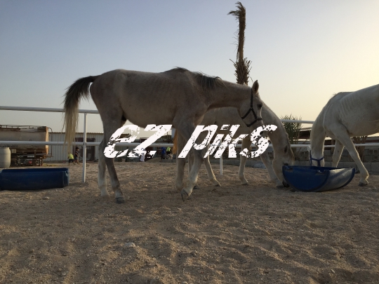 Horses
