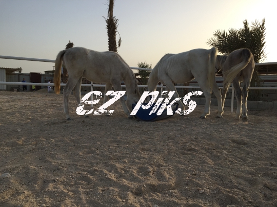 Horses