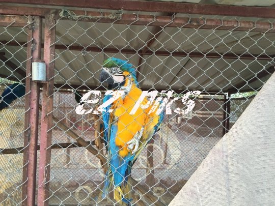 Parrot