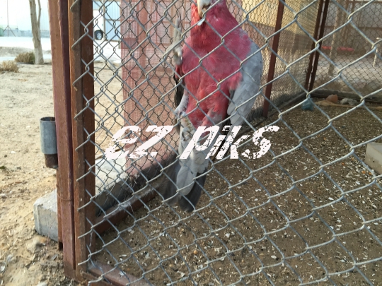 Parrot