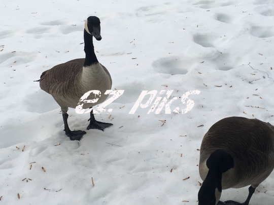 Canadian Goose