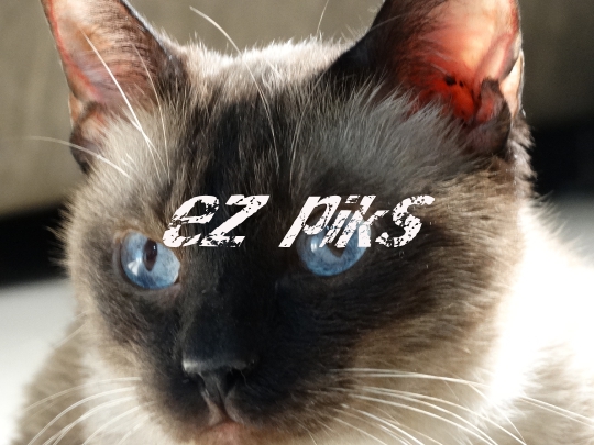 Siamese