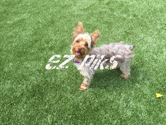 Small Dog