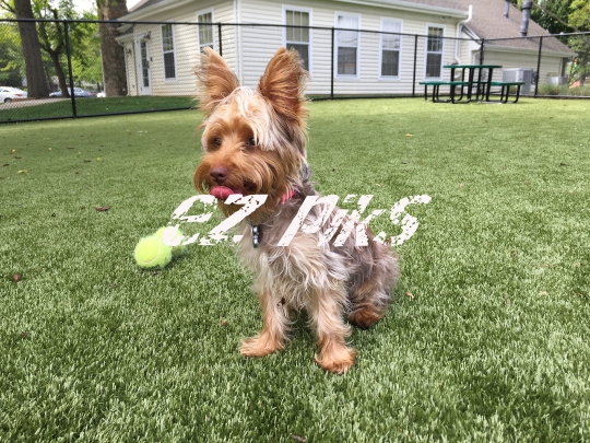 Small Dog
