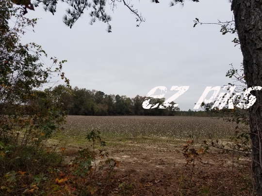Cotton Field