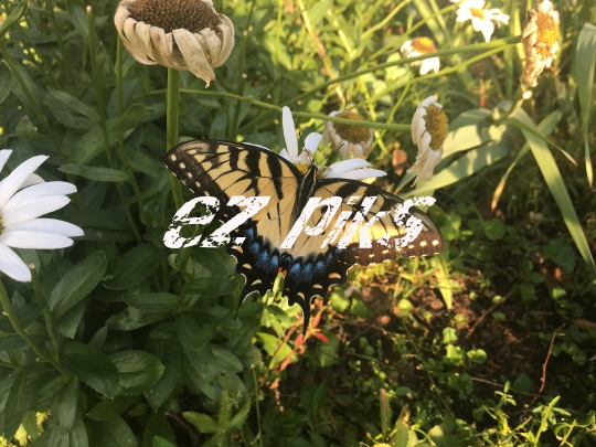 Butterfly