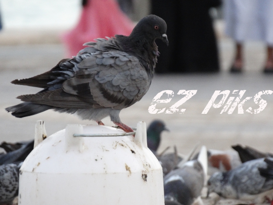 Pigeon