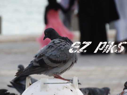 Pigeon