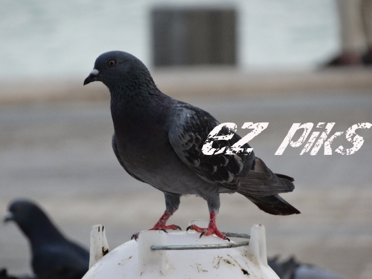 Pigeon