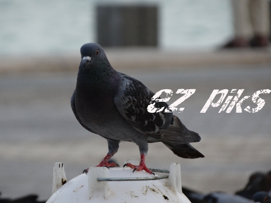 Pigeon