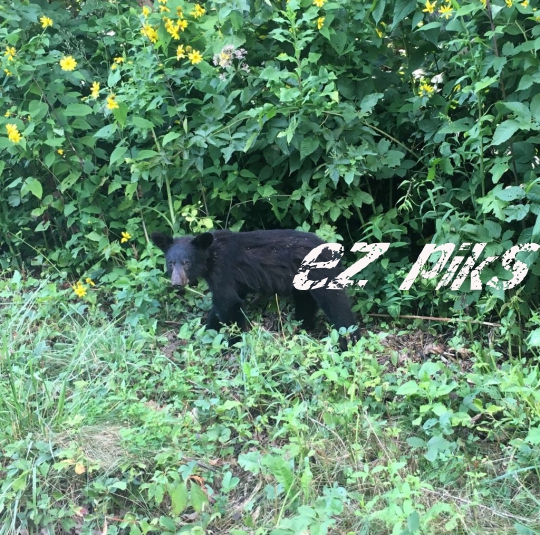 American Black Bear