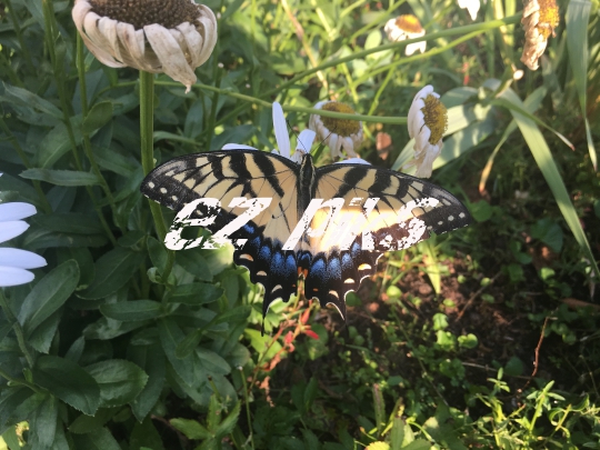 Butterfly