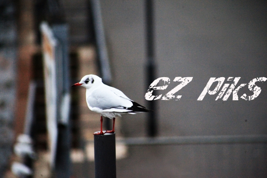 Seagull
