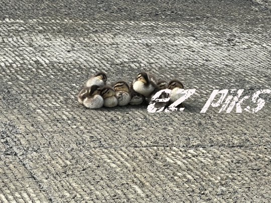 Ducklings