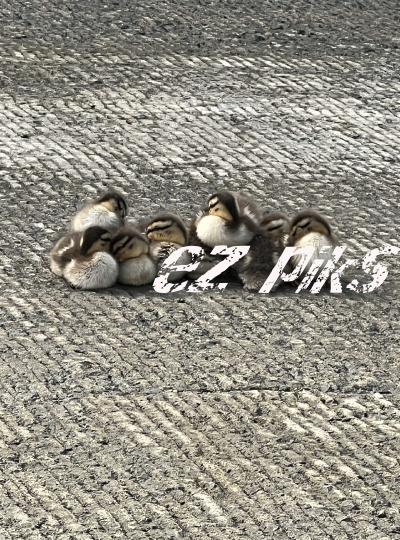 Ducklings