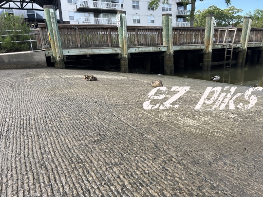 Ducklings
