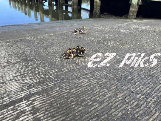 Ducklings