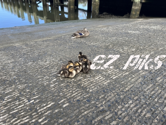 Ducklings