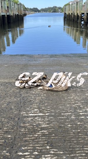 Ducklings