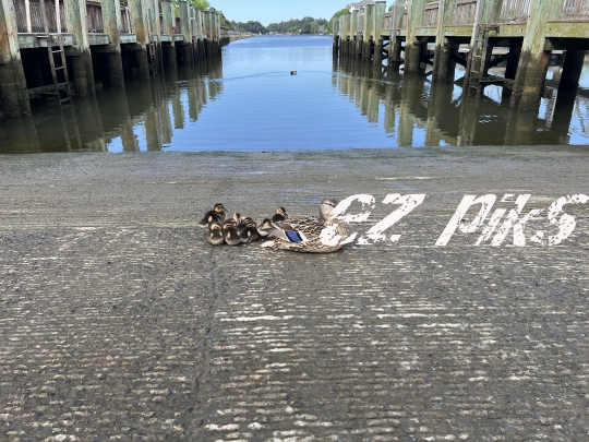Ducklings