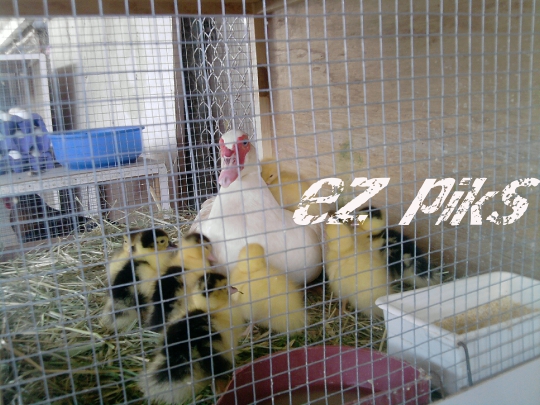 Duck and ducklings