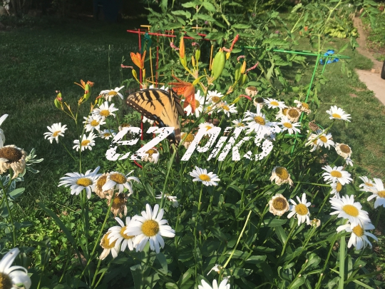 Butterfly