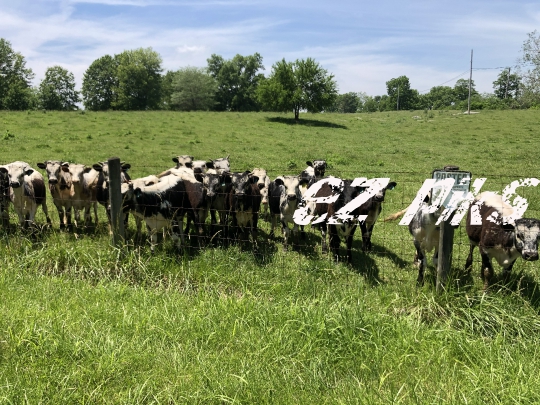 Curious Cows