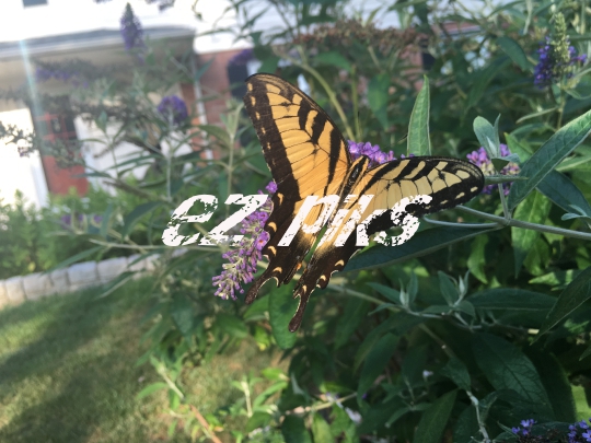 Butterfly