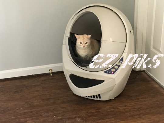 Cats