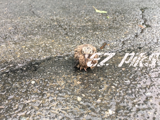 Fledgling Dove
