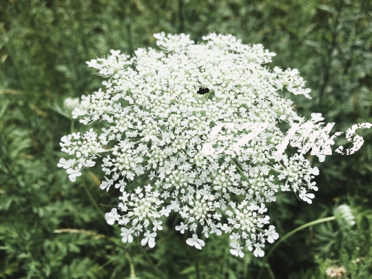 Queen Annes Lace Flower