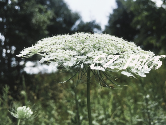 Queen Annes Lace Flower