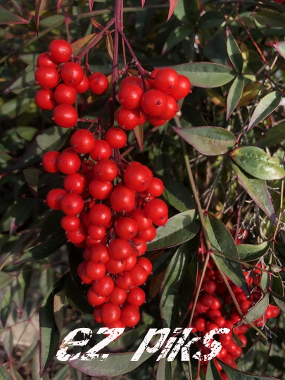 Berries