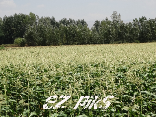 Wheat Field