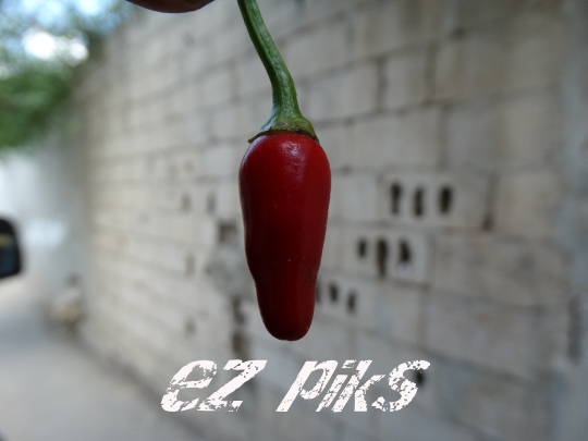 Chili