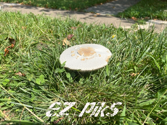 Mushroom