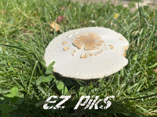 Mushroom